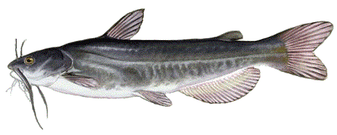 Clear Lake #8 White Catfish